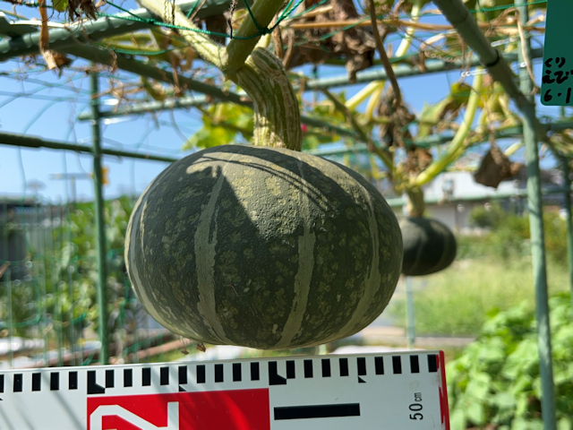 カボチャ空中栽培 栗えびす