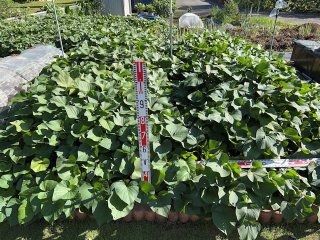 サツマイモ 紅はるか栽培 植付から収穫まで