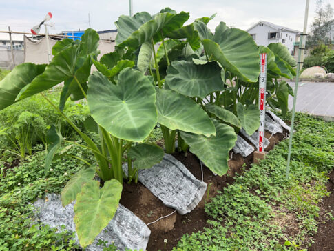 親芋を種芋として植えたサトイモの収穫結果