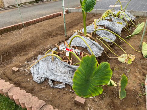 親芋を種芋として植えたサトイモの収穫結果 種芋1