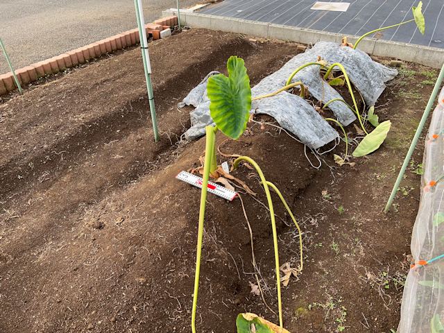 親芋を種芋として植えたサトイモの収穫結果 種芋2