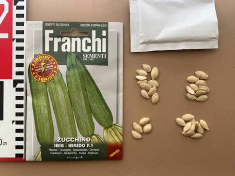 Franchi sementi ZUCCHINO IBIS IBRIDO F.1 フランキセメンティ アイビス ハイブリッド