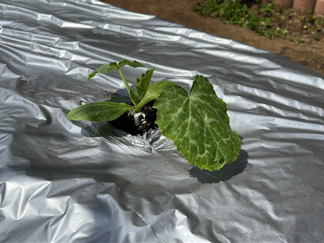 ズッキーニ定植して苗ドーム設置