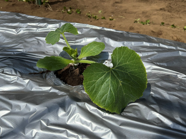 ズッキーニ定植して苗ドーム設置
