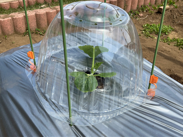 ズッキーニ定植して苗ドーム設置
