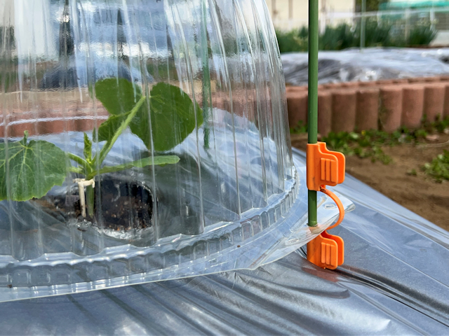 ズッキーニ定植して苗ドーム設置