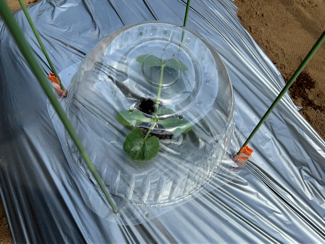 ズッキーニ定植して苗ドーム設置