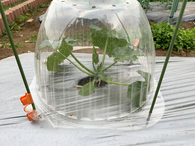 ズッキーニ定植して苗ドーム設置