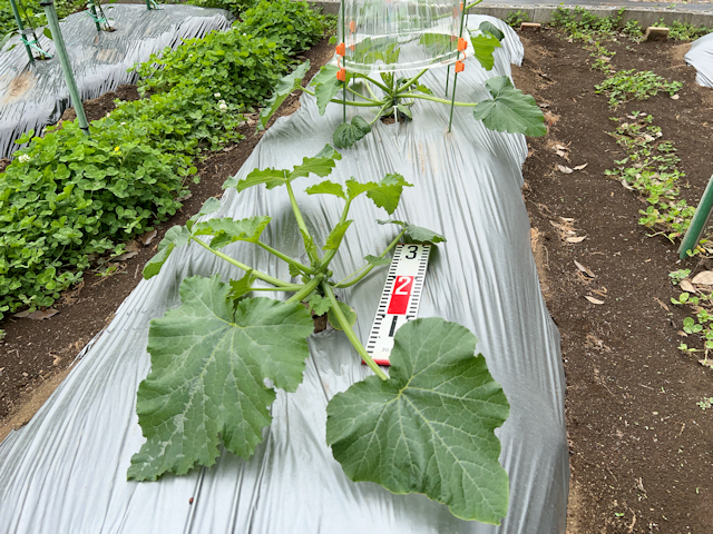 ズッキーニ定植して苗ドーム設置