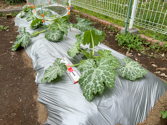 ズッキーニ定植して苗ドーム設置