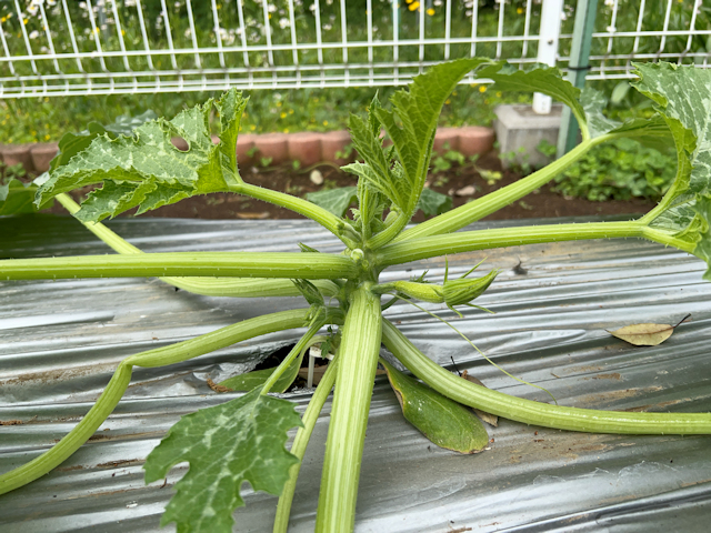 ズッキーニ定植して苗ドーム設置