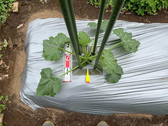 ズッキーニ定植して苗ドーム設置