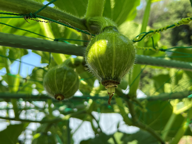 空飛ぶカボチャ空中栽培　雌花が咲き始めます