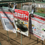 カボチャ空中栽培 園芸支柱で棚自作 ブラックのジョー グラッセ