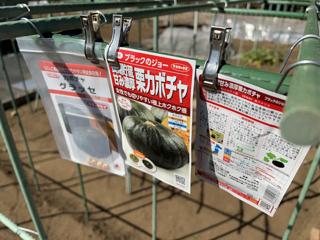 カボチャ空中栽培 グラッセ ブラックのジョー