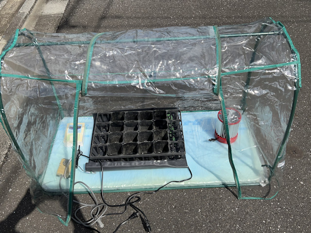 ズッキーニとカボチャを加温保温して育苗