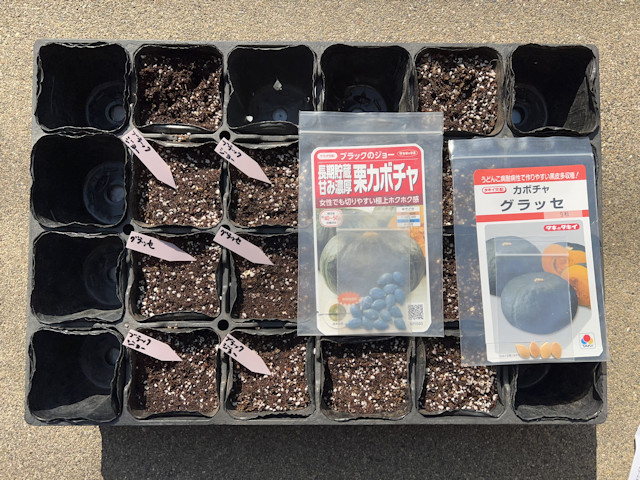 ズッキーニとカボチャを加温保温して育苗