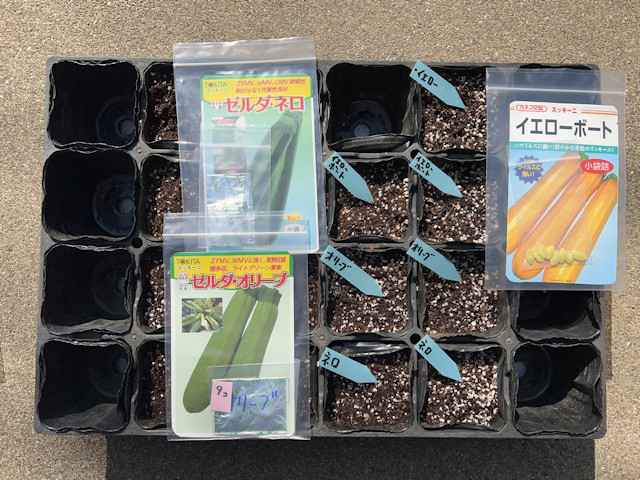 ズッキーニとカボチャを加温保温して育苗