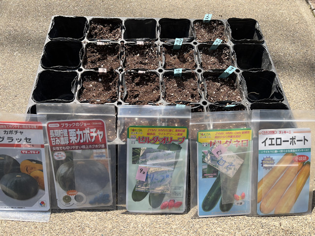ズッキーニとカボチャを加温保温して育苗