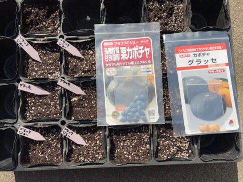 カボチャを加温保温して育苗