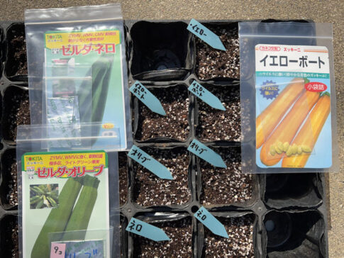 ズッキーニを加温保温して育苗