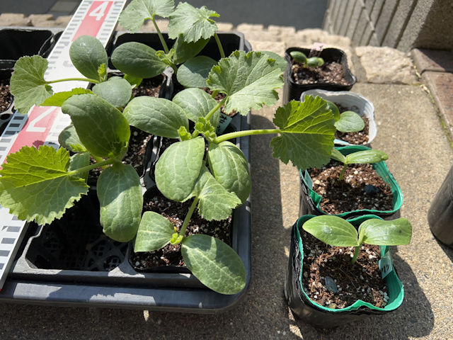 ズッキーニ 育苗 間引き・1本立ち・鉢広げ・苗サポート