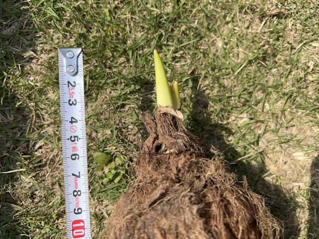 サトイモは種芋親芋を加温して芽出しして植付します