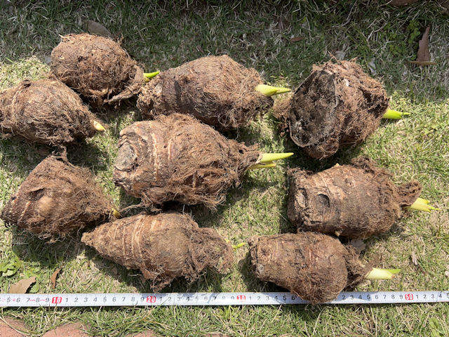サトイモは種芋親芋を加温して芽出しして植付します