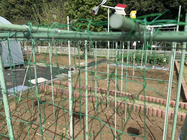 カボチャ 空中栽培 自作の棚
