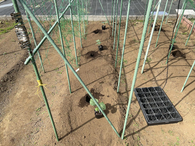 カボチャ 空中栽培 苗の定植