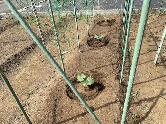 カボチャ 空中栽培 苗の定植
