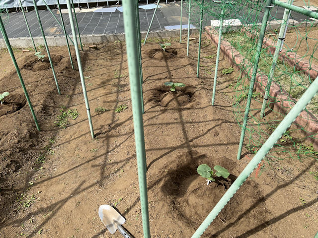 カボチャ 空中栽培 苗の定植