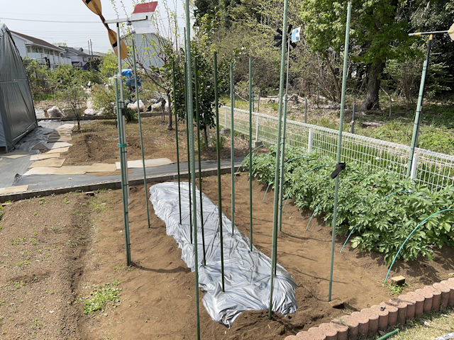 ミニトマト 雨よけ 屋根 自作 DIY 園芸支柱