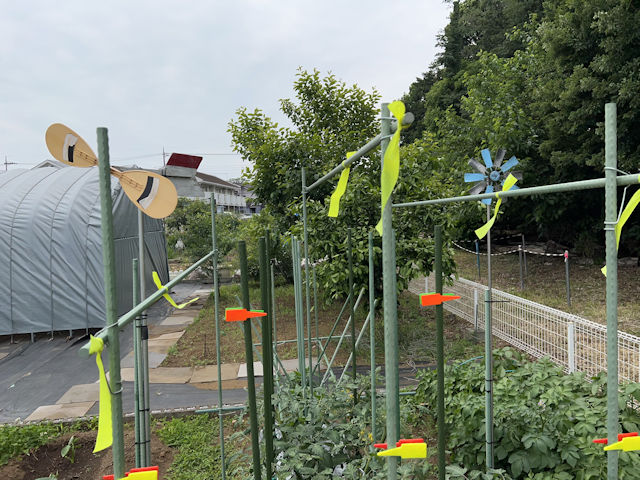 ミニトマト 雨よけ 屋根 自作 DIY 園芸支柱