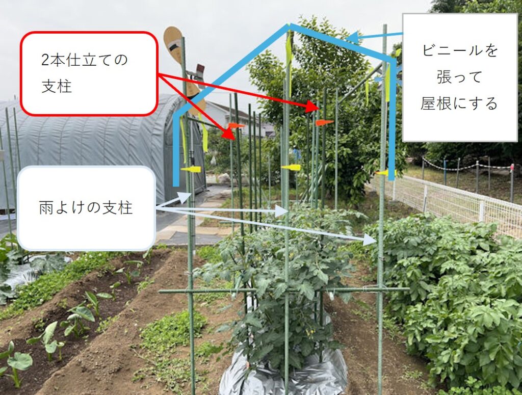 ミニトマト 雨よけ 屋根 自作 DIY 園芸支柱