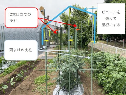 ミニトマト 雨よけ 屋根 自作 DIY 園芸支柱