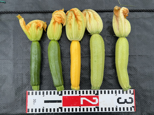 ズッキーニ 立体栽培 人工授粉して収穫