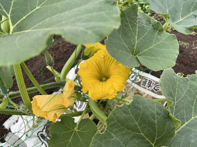 ズッキーニ 立体栽培 人工授粉 カボチャ雄花を利用