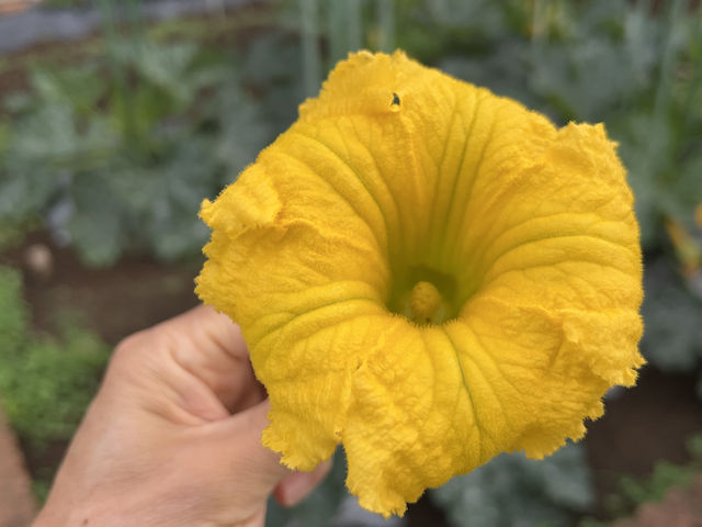 ズッキーニ 立体栽培 人工授粉 カボチャ雄花を利用