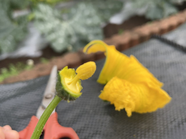 ズッキーニ 立体栽培 人工授粉 カボチャ雄花を利用