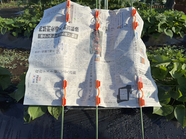サツマイモ 欠株の補植 シルクスイート 新聞紙で日除け