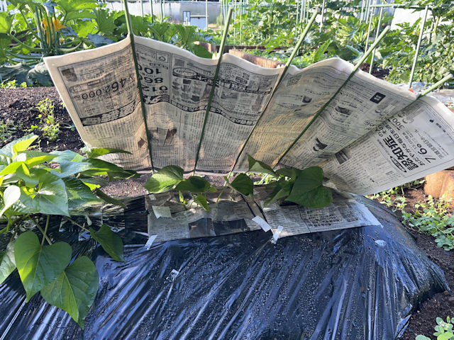 サツマイモ 欠株の補植 紅はるか 新聞紙で日除け