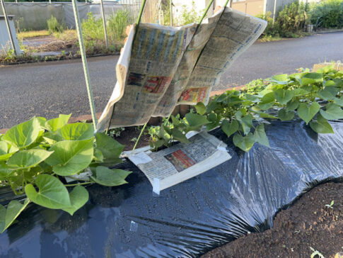 サツマイモ 欠株の補植 シルクスイート 新聞紙で日除け