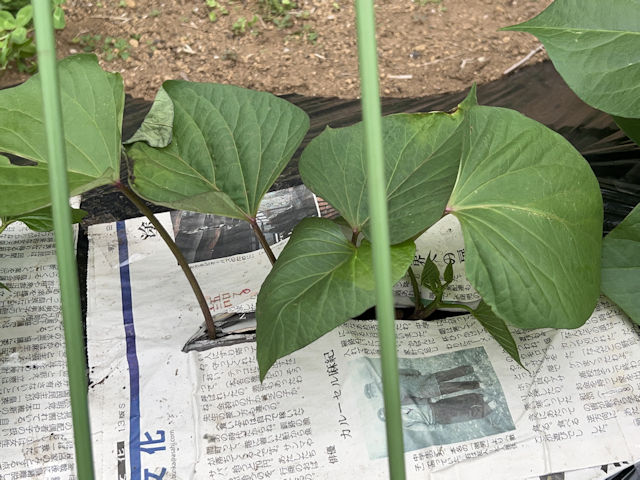 サツマイモ 欠株の補植 紅はるか