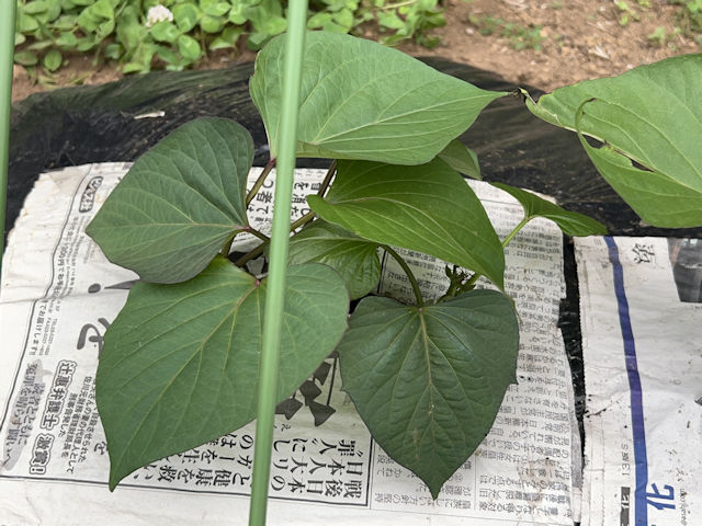 サツマイモ 欠株の補植 紅はるか