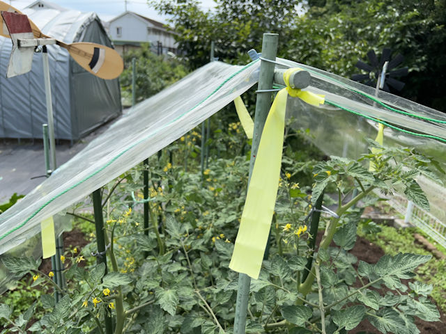 ミニトマト 雨よけ 屋根 自作 DIY 園芸支柱