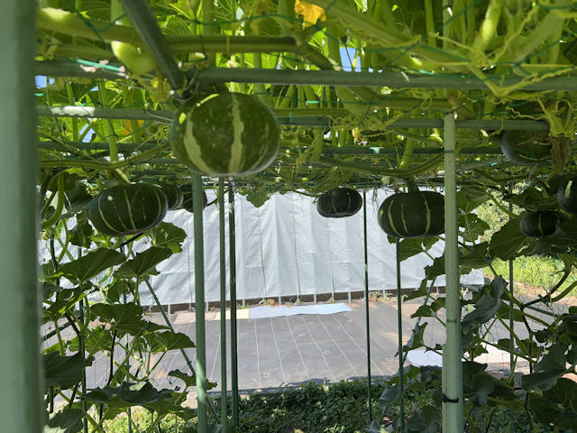 カボチャ空中栽培 ブラックのジョー グラッセ