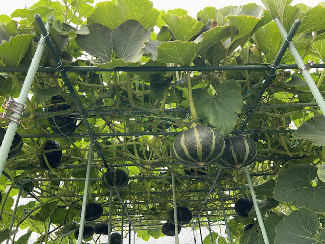 カボチャ空中栽培 ブラックのジョー グラッセ