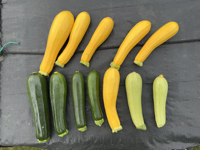 ズッキーニ 立体栽培 ゼルダオリーブ ブラックボー イエローボート