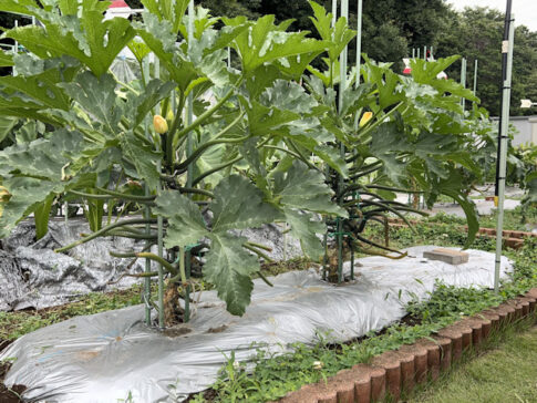 ズッキーニ 立体栽培 ゼルダオリーブ ブラックボー イエローボート